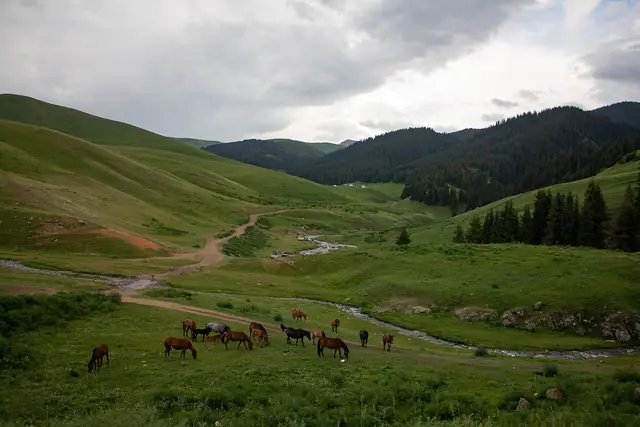 Assy Plateau: herd of horses grazing along a stream on the Assy plateau