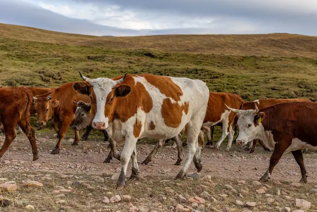 Assy Plateau: herd of cows on a dirt road of the Assy plateau