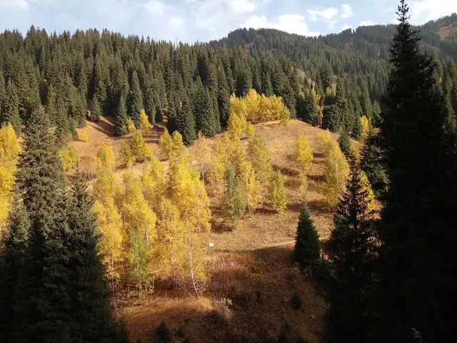 Oi-Karagai: oi-Karagai in autumn: golden aspens among dark spruces