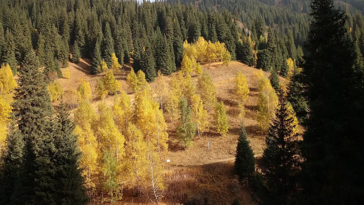 Oi-Karagai: oi-Karagai in autumn: golden aspens among dark spruces